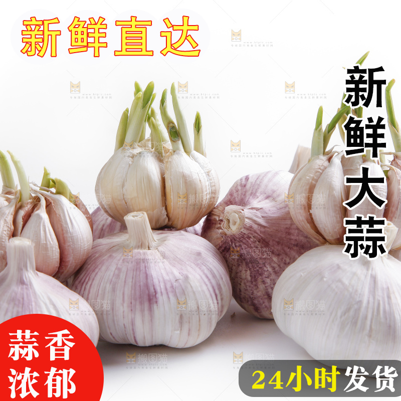 白底上的山东大蒜头
