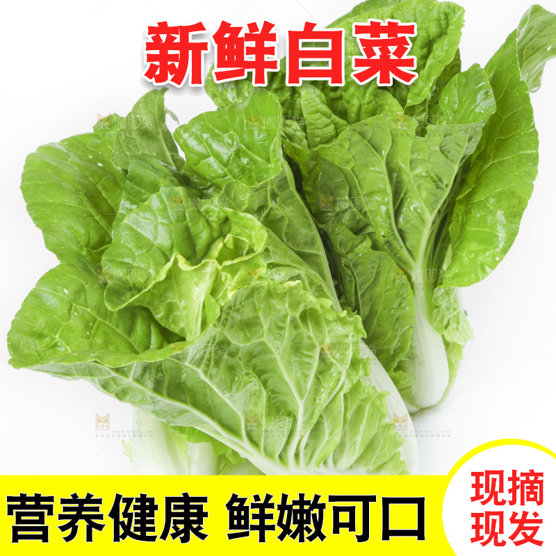 白底上放着大白菜