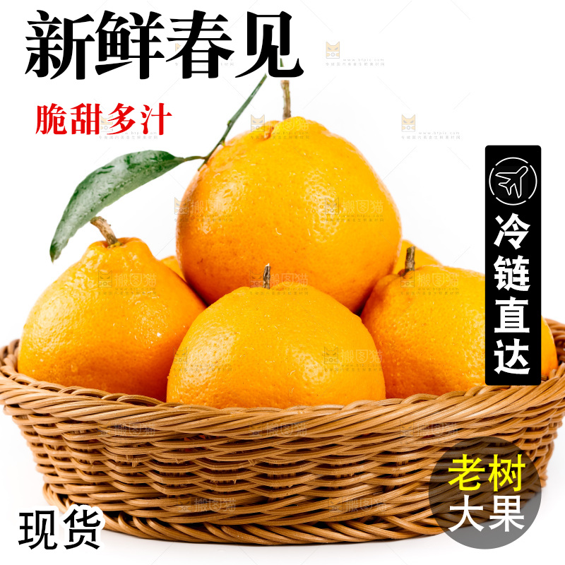 白底上的春见耙耙柑