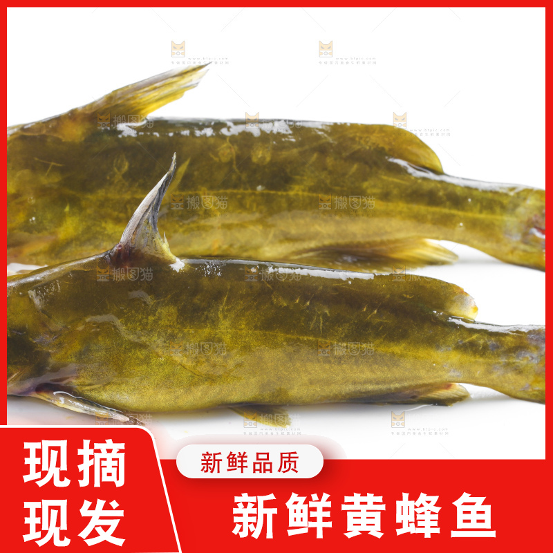 白底上放着黄蜂鱼