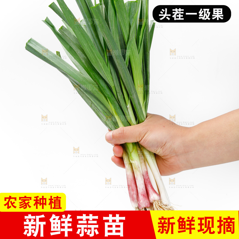 白底上的新鲜蒜苗