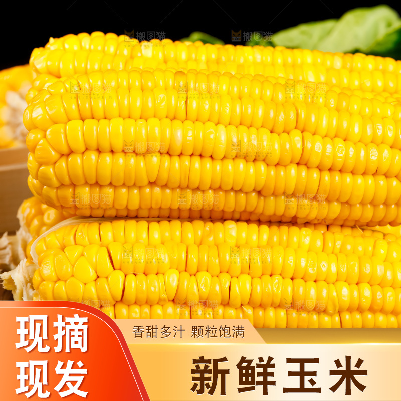 深底上的东北玉米