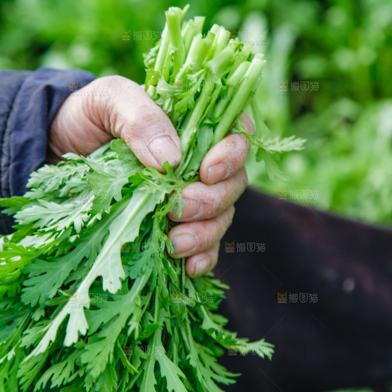 地里种着蔬菜