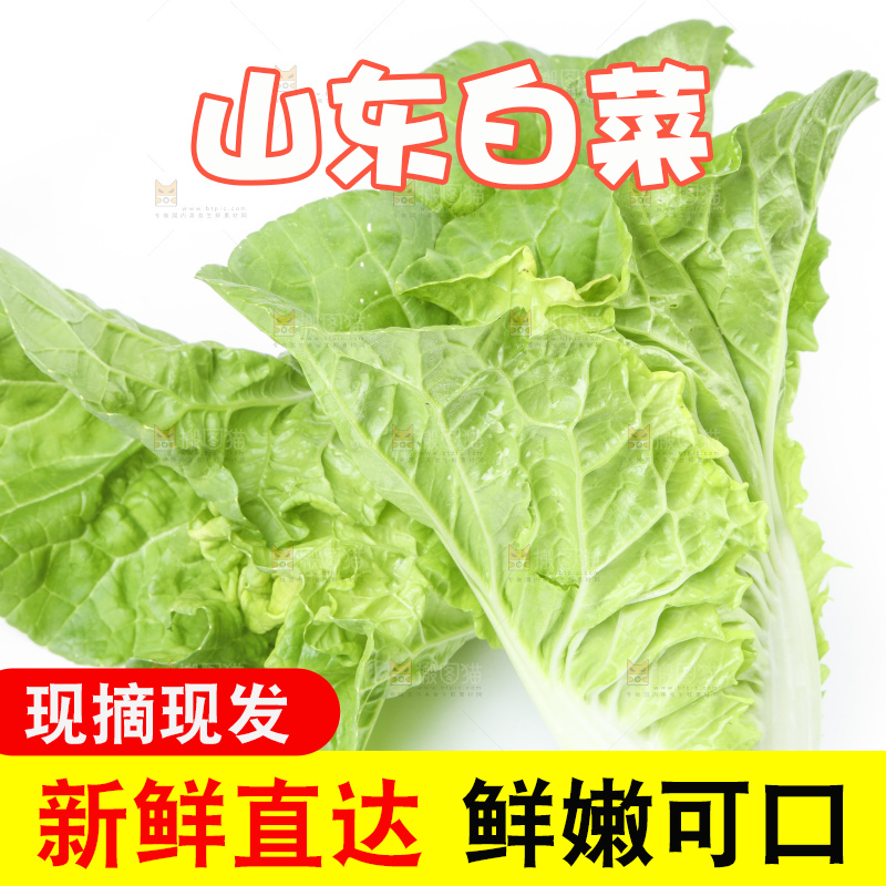 白底上放着大白菜