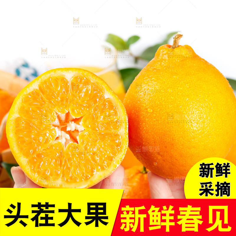 手里拿着新鲜春见