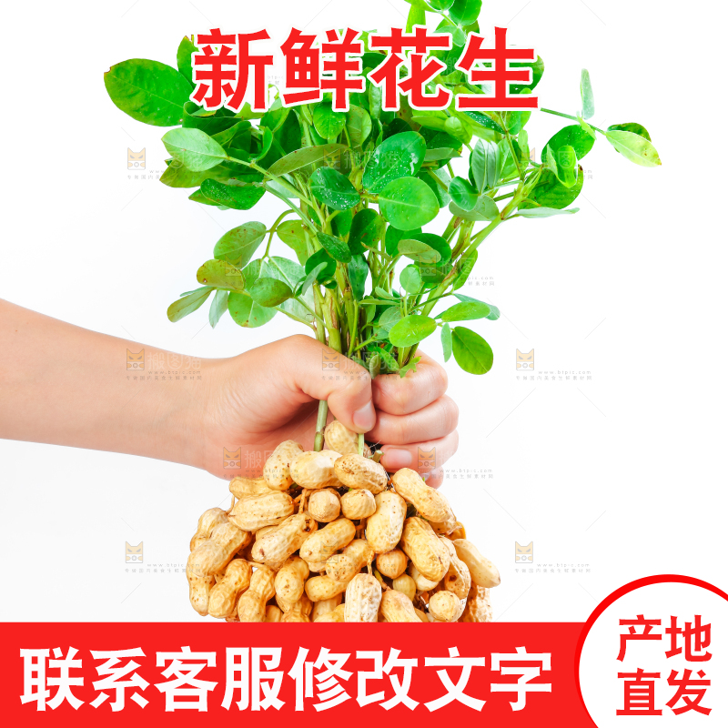 白底上手里拿着新鲜带壳花生