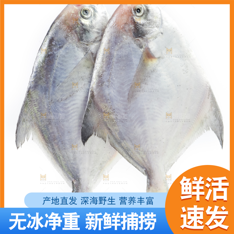 白底上放着银鲳鱼