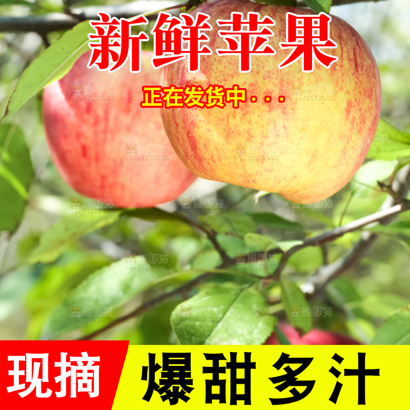树上挂着冰糖心苹果
