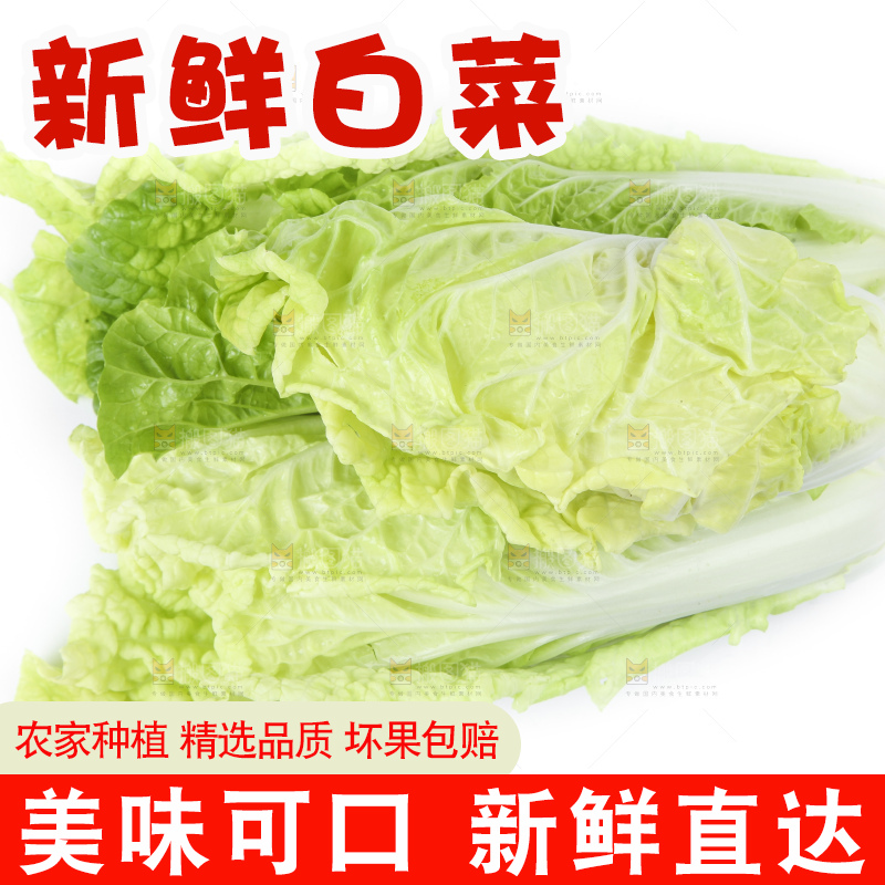 白底上放着大白菜