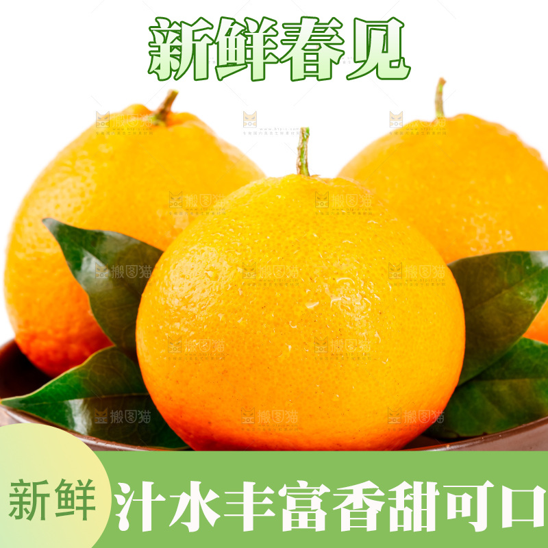 白底上的春见耙耙柑