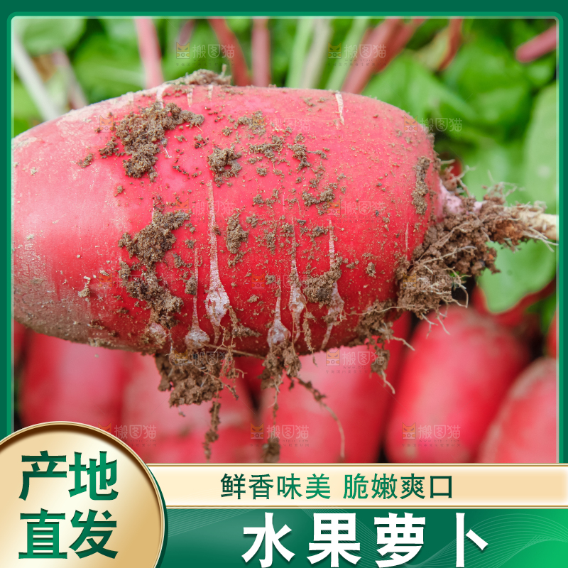 地里长着红萝卜