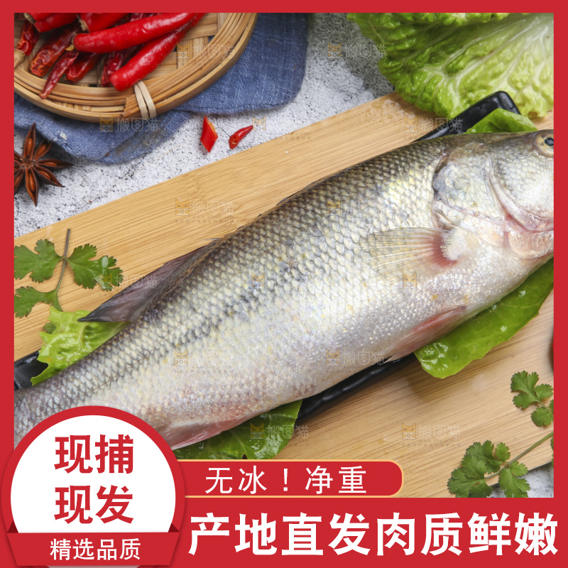 木板上放着花鲈鱼