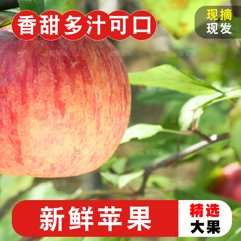 树上挂着冰糖心苹果