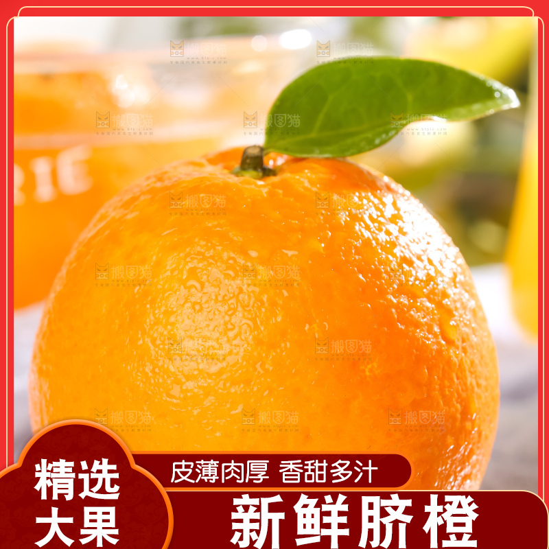 黄板子上的冰糖橙