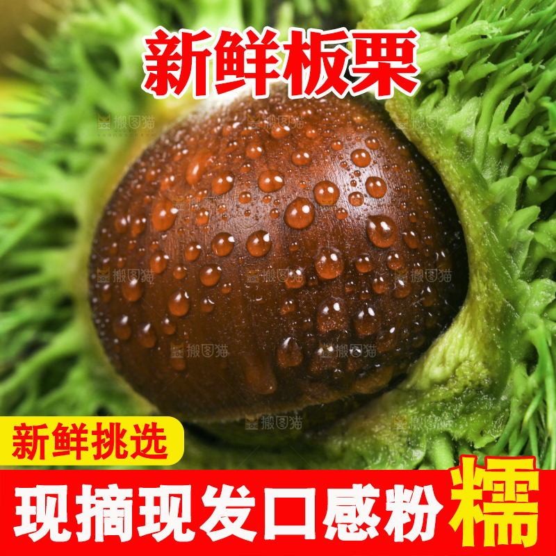 木底上的迁西板栗