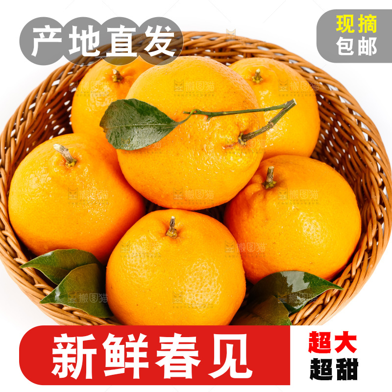 白底上的春见耙耙柑
