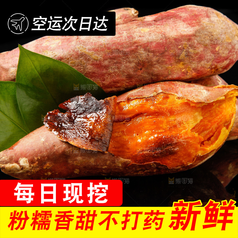 黑底上的烟薯25号