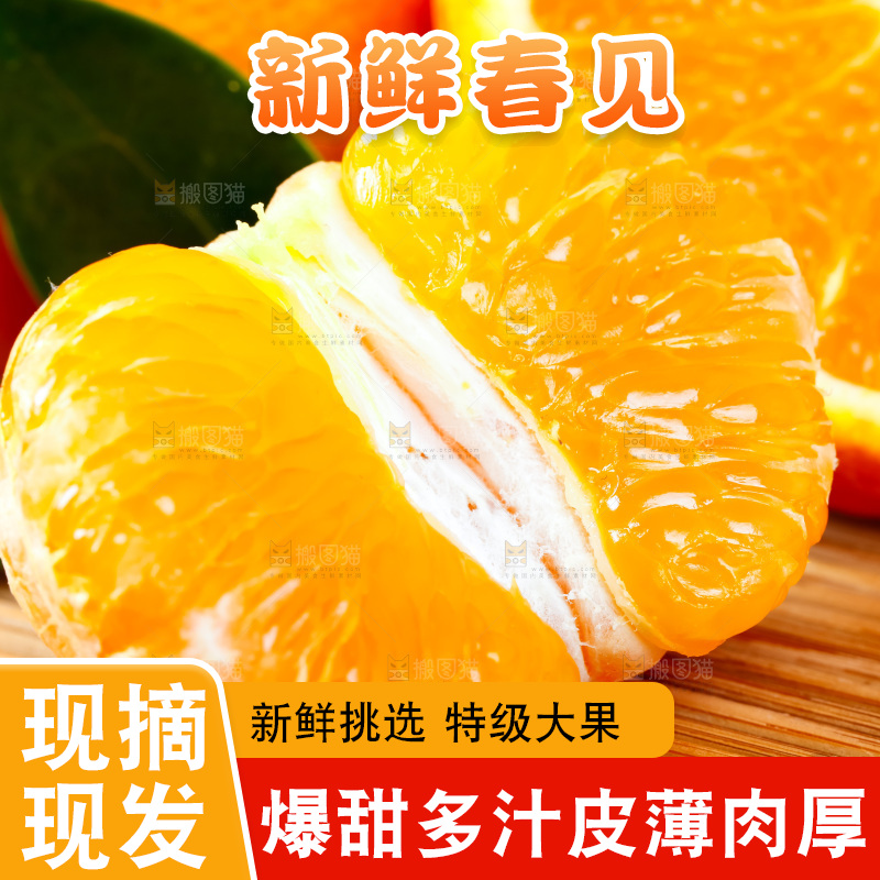 竹底上的春见耙耙柑