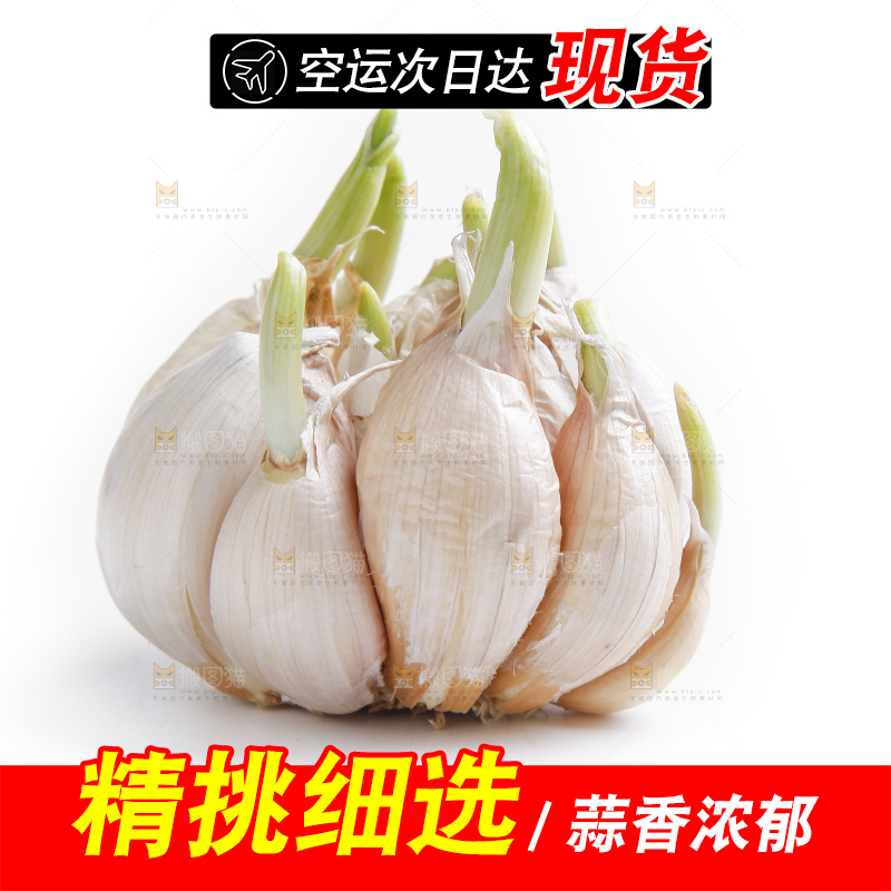 白底上的山东大蒜头