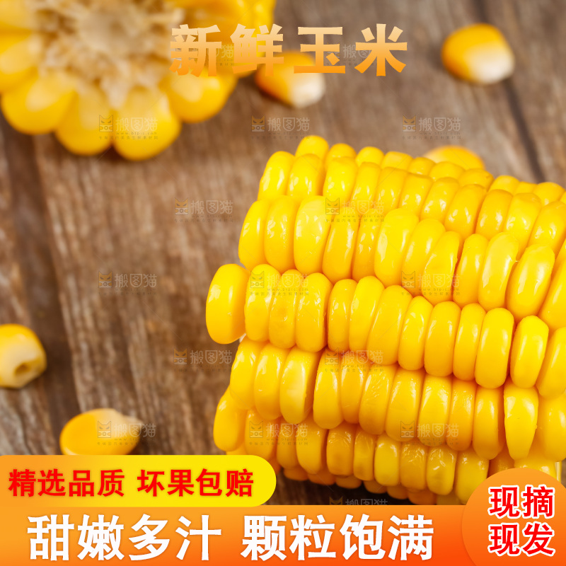 深底上的东北玉米