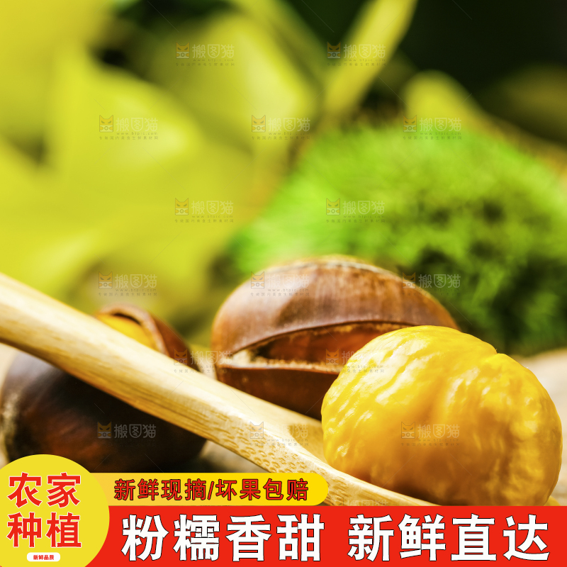 深底上的迁西板栗