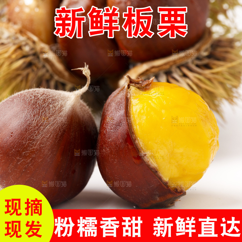 浅底上的迁西板栗