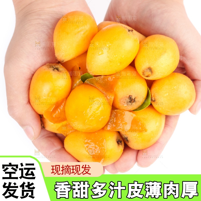 手里捧着云南蒙自枇杷
