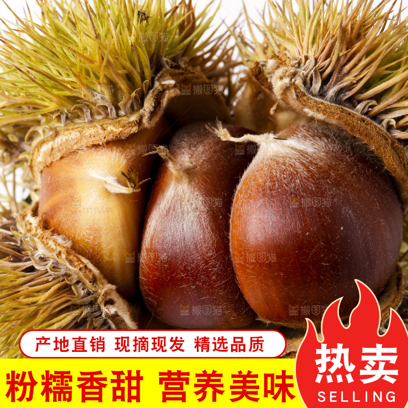 白底上放着迁西板栗