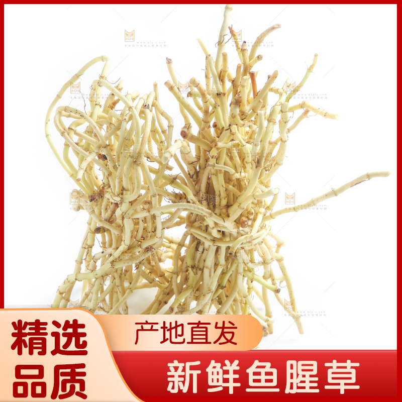 白底上的鱼腥草