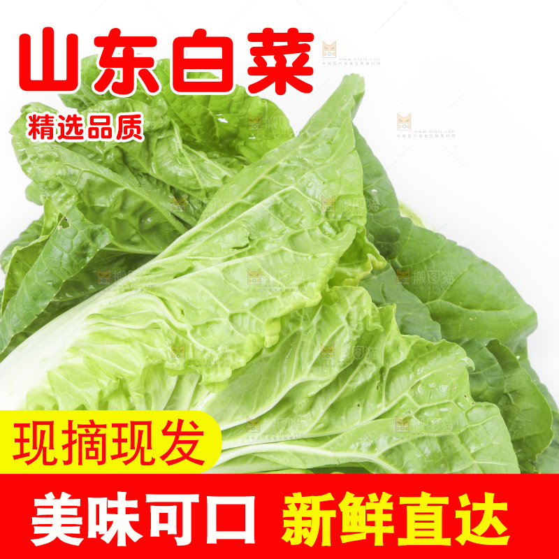 白底上放着大白菜