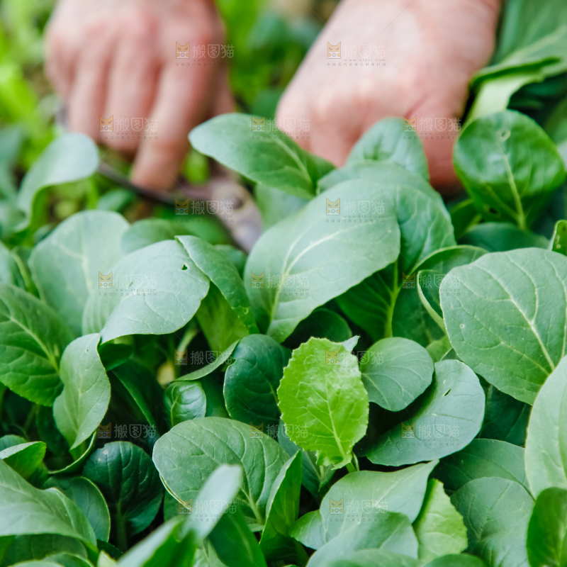 地里种着蔬菜