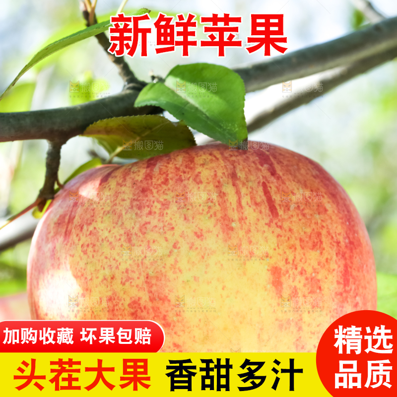 树上挂着冰糖心苹果