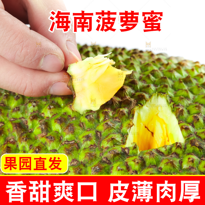白底上的越南菠萝蜜
