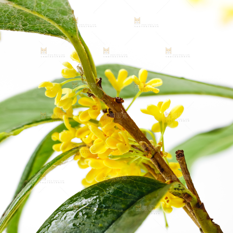 白底上放着新鲜桂花