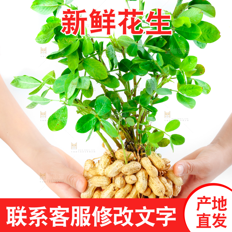 手上捧着湿花生