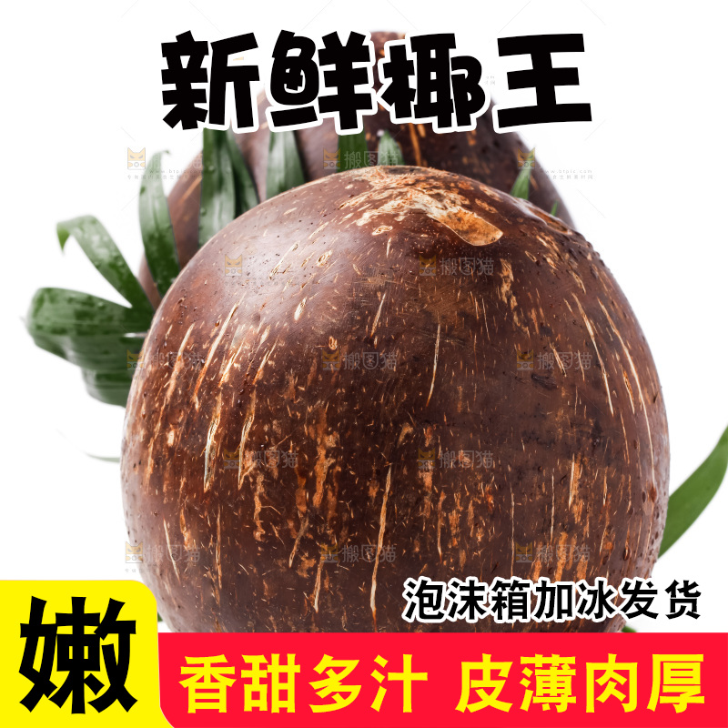 浅底上的椰皇