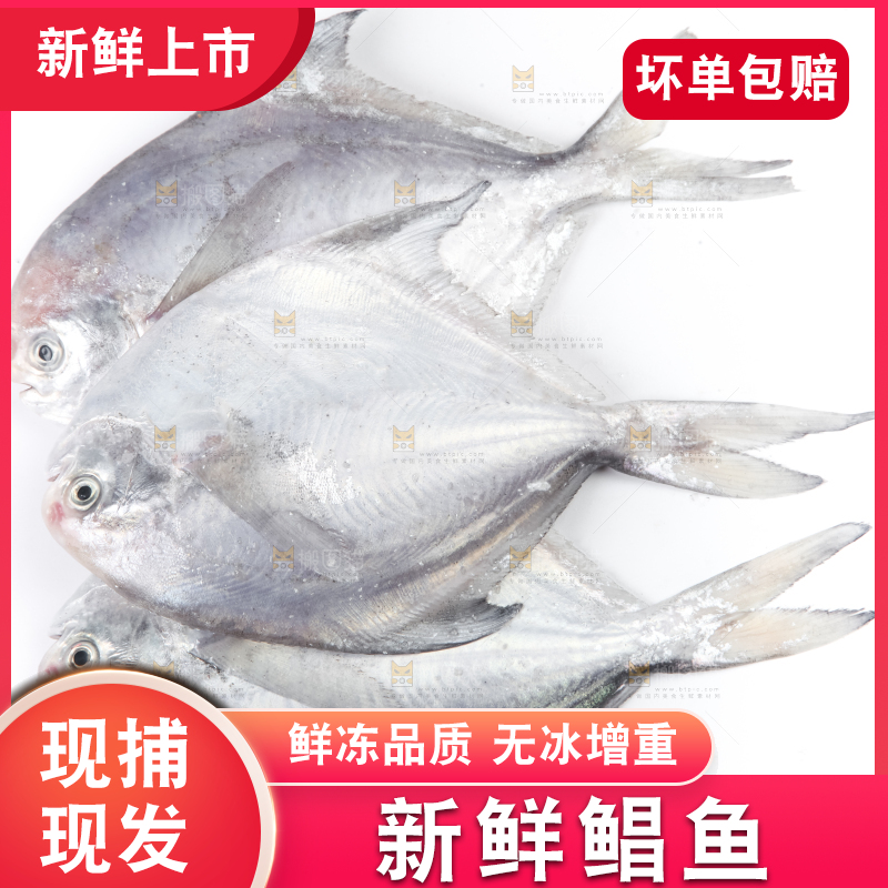 白底上的银鲳鱼