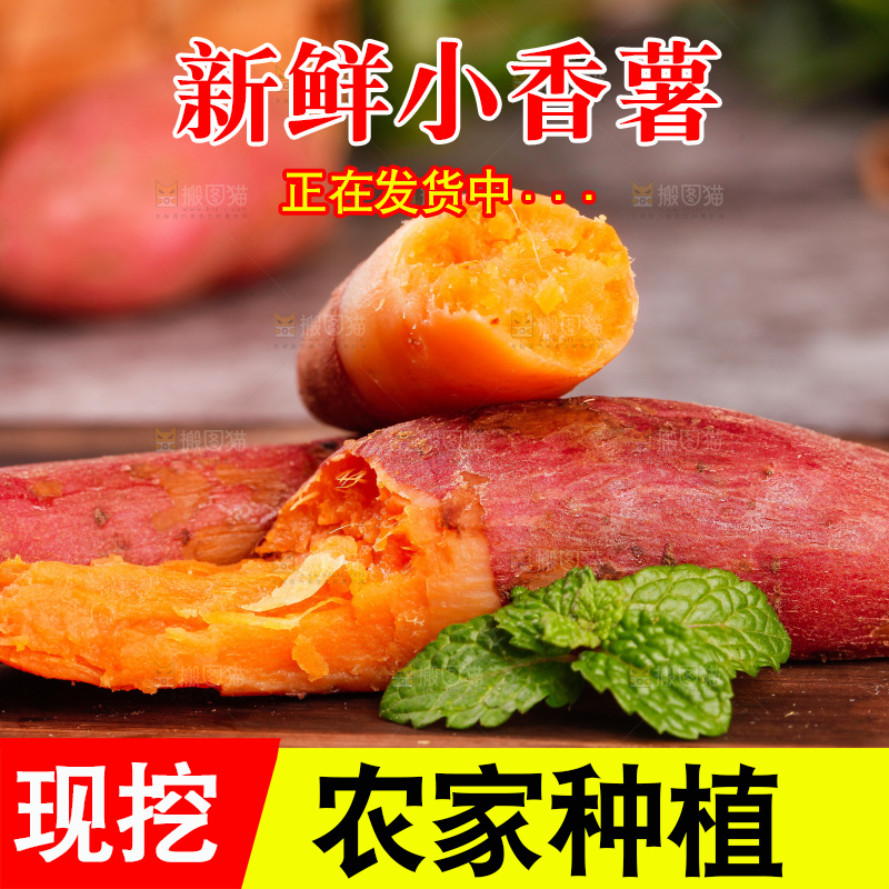 深底上的天目山小香薯