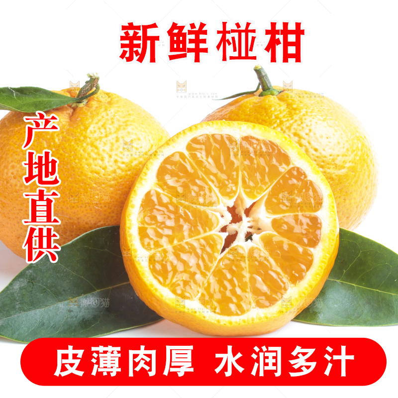 白底上的椪柑橘