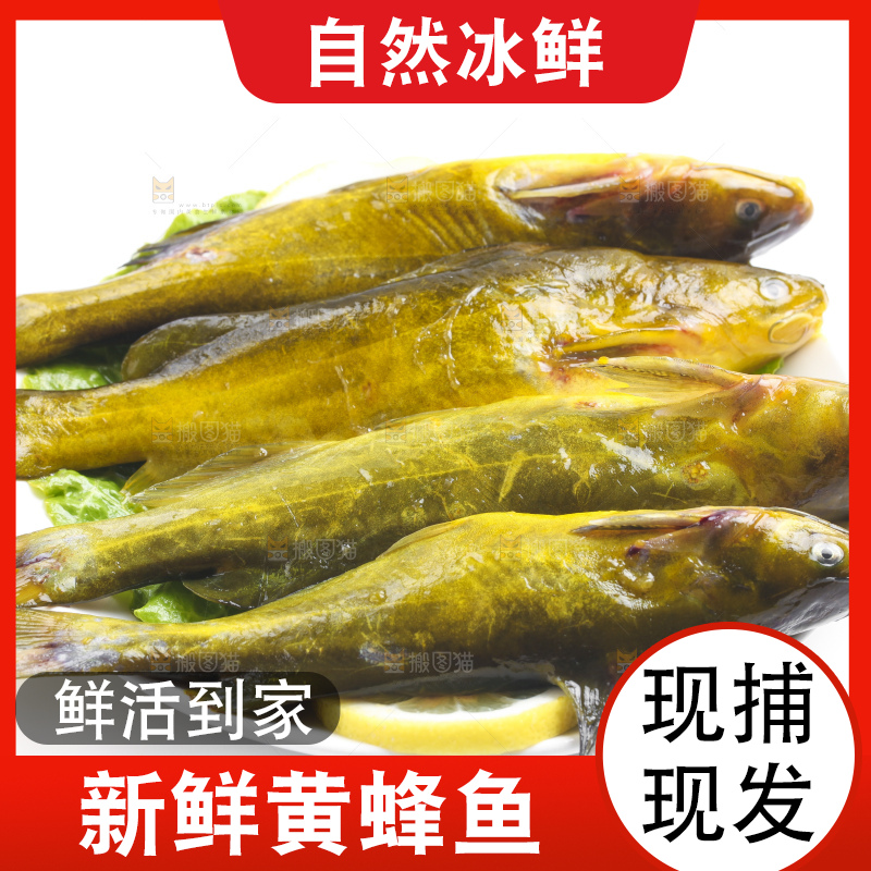 白底上放着黄蜂鱼