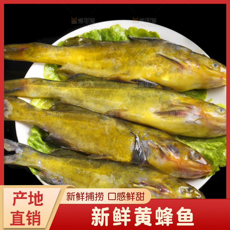 黑底上的黄骨鱼