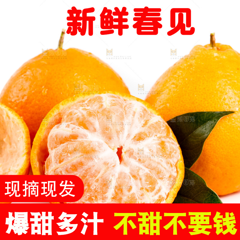 白底上的春见耙耙柑