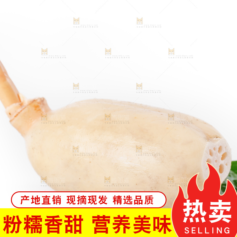白底上的新鲜莲藕