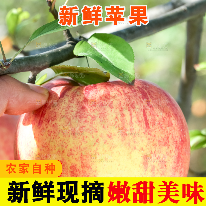 树上挂着冰糖心苹果