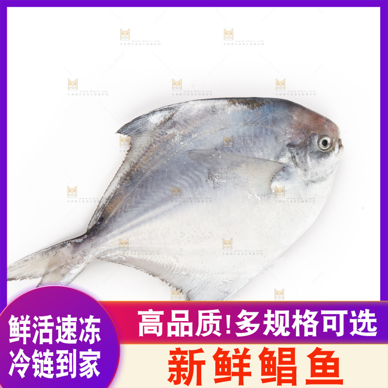 白底上的深海银鲳鱼