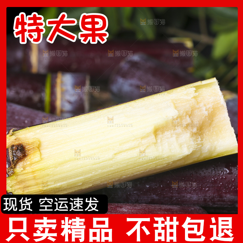 深底上的广西黑皮甘蔗