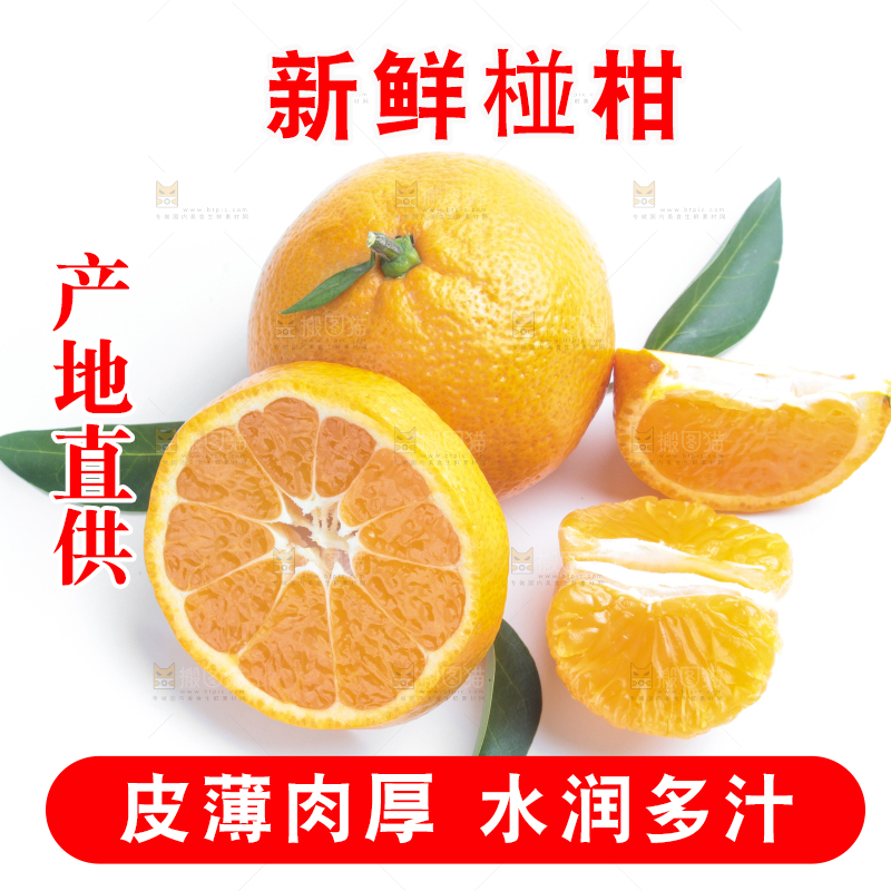 白底上的椪柑