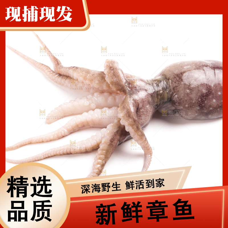 白底上摆放着小章鱼