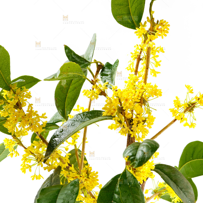 白底上放着新鲜桂花