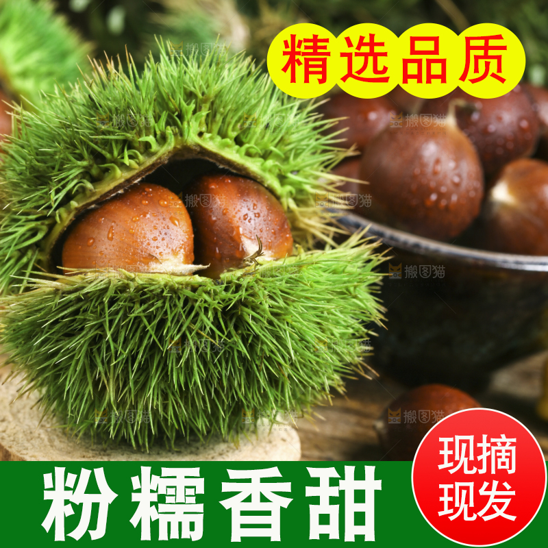 木底上的迁西板栗
